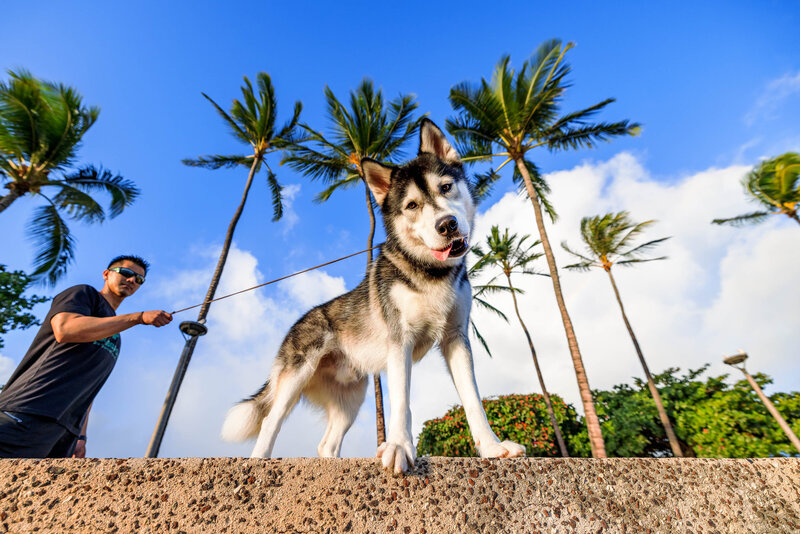 Keri-Nakahashi-Photography-Hawaii-Pet-Photographer-Husky-2