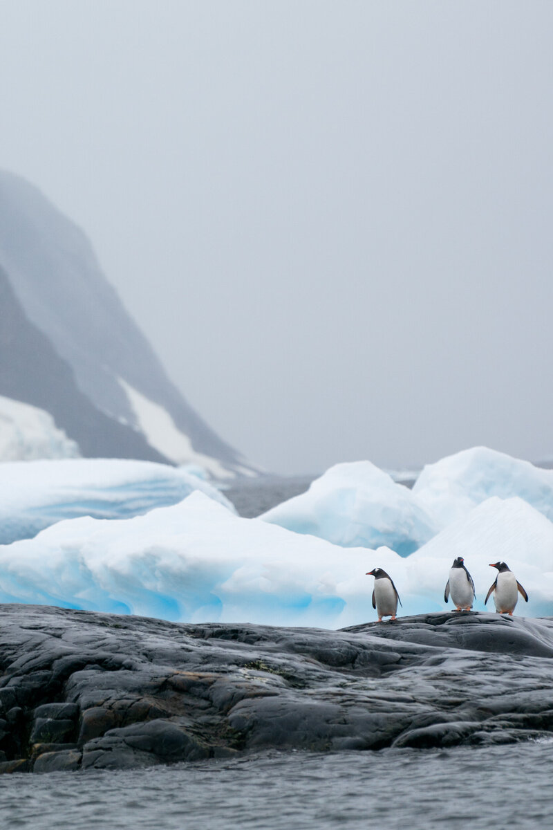 antarctica5