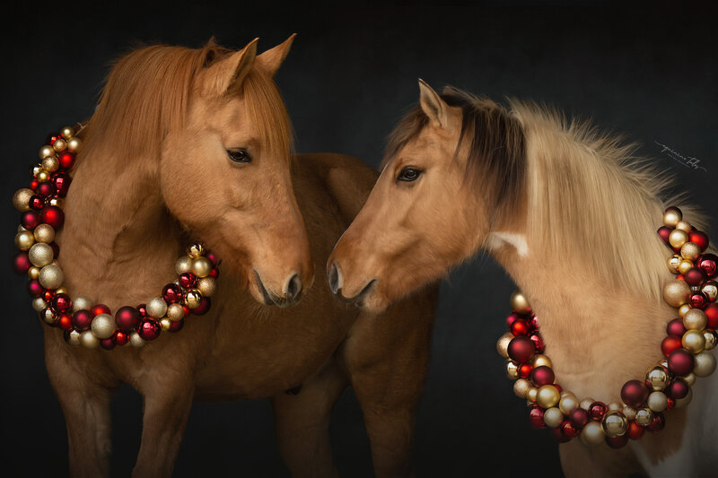 paardenfotografie