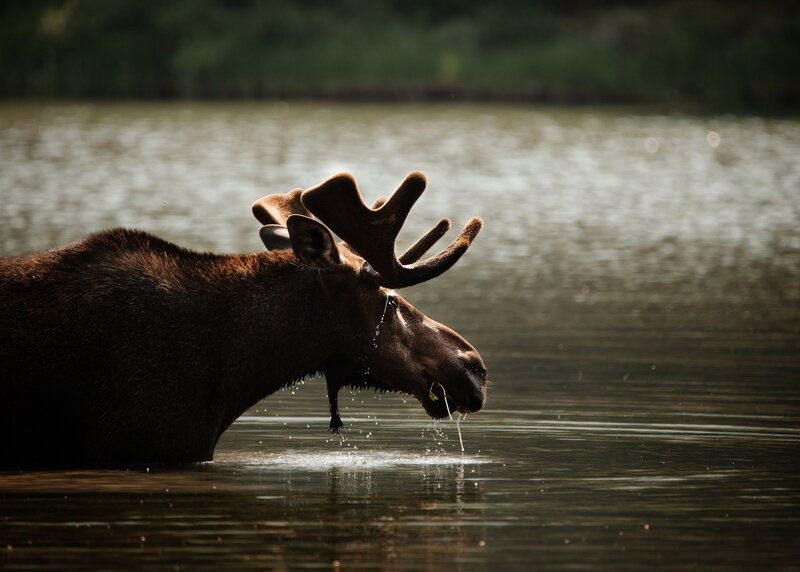 male moose in lake drinking at glacier national park in montana