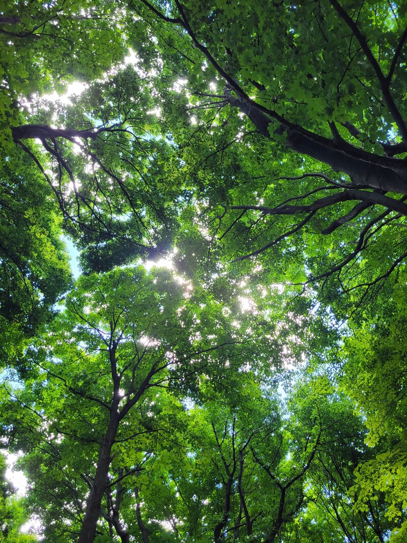 Sunlight filtering through vibrant green tree leaves from below – photographed by wedding photographer Niko Coric – Lumen Clarity Media