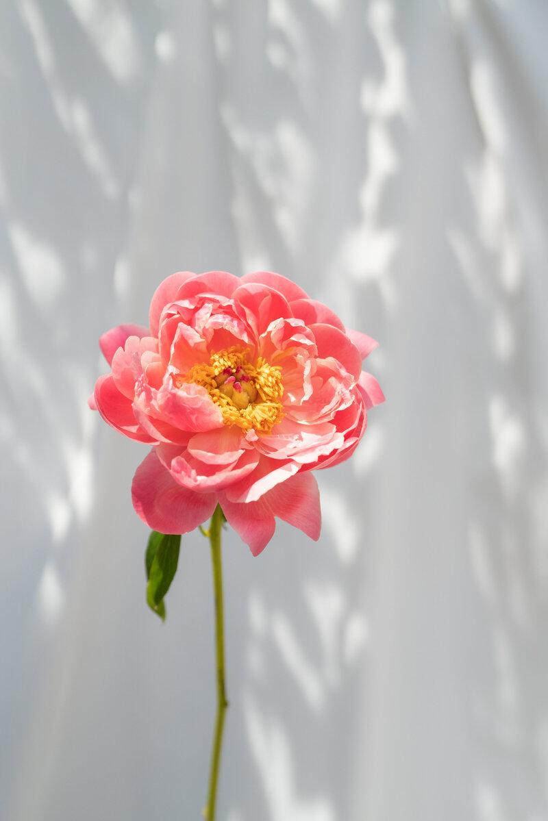 hot pink rose and thin green stem and silhouette shadow in background