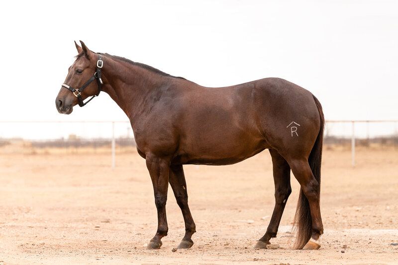 A chestnut cutting mare stands for her conformation sale photos. She is owned by Cary Patteson of Midland Texas