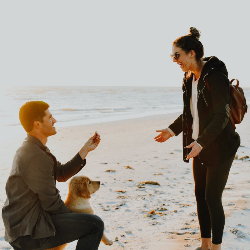 dog_in_proposal