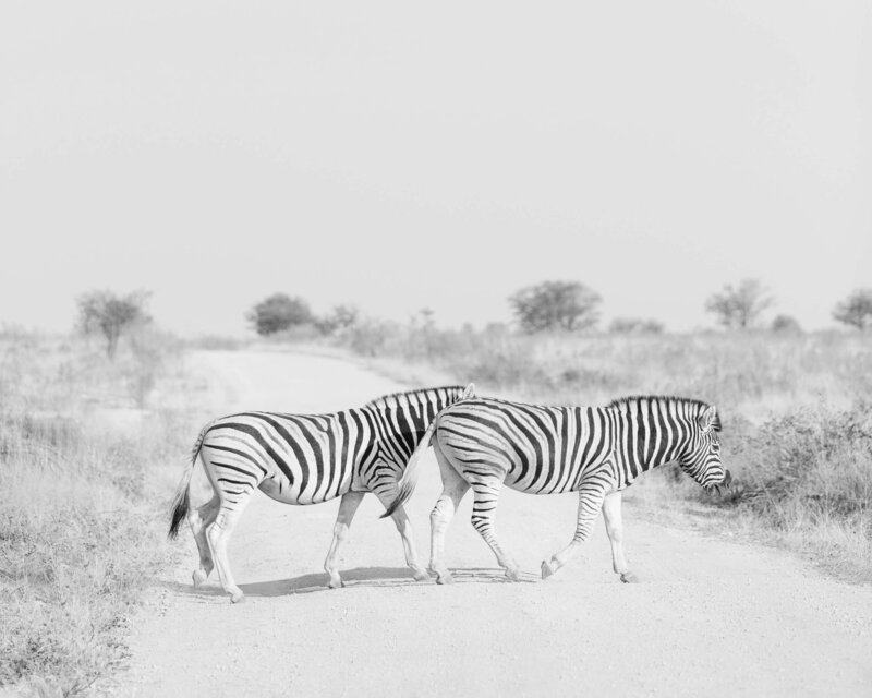 Zebra Crossing - Etosha Namibia Safari