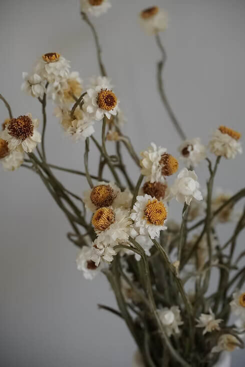 Dried Ammobium Bunch (1)