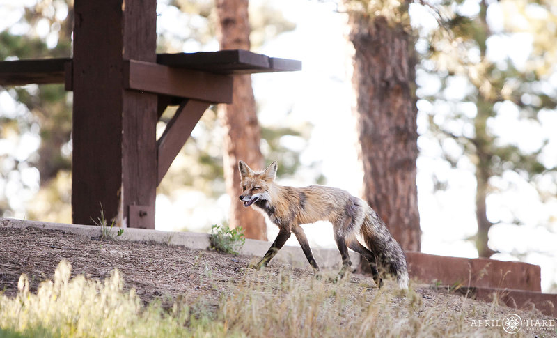 Fox Wildlife at Sunrise Amphitheater in Boulder CO