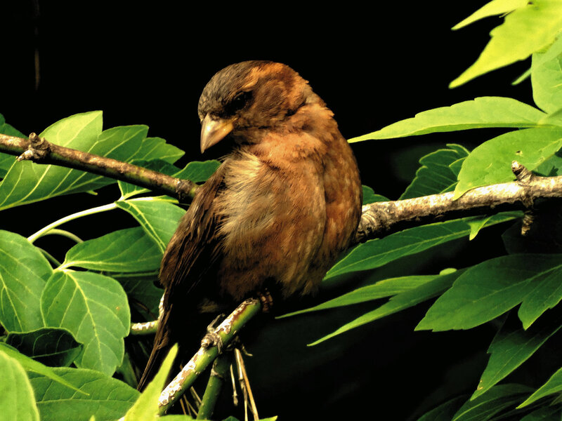 Small brown bird perched on branch surrounded by lush leaves – photographed by wedding photographer Niko Coric – Lumen Clarity Media