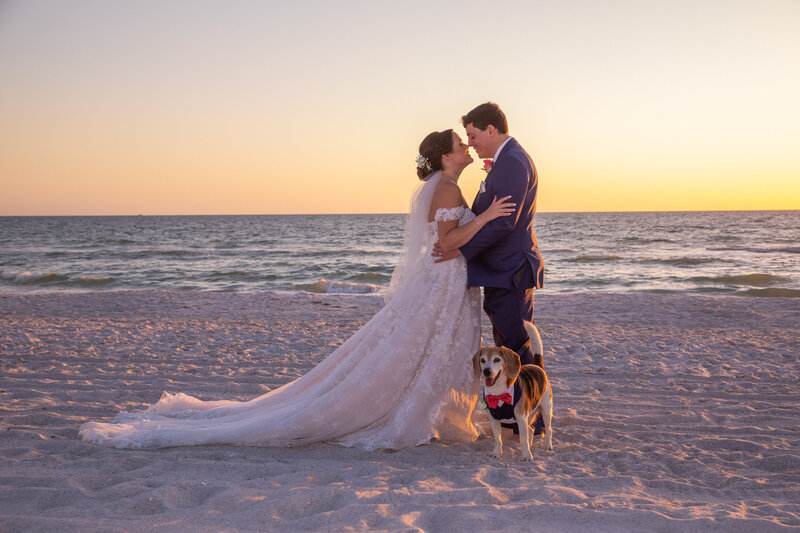 dog in beach wedding