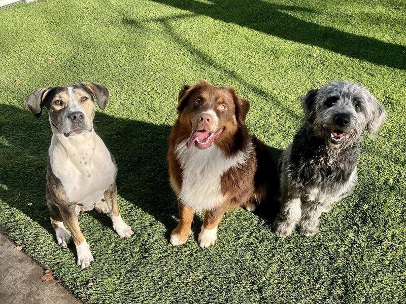 Dobby, Rory, Niko