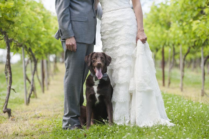 bride and groom portrait with their dog at the winery