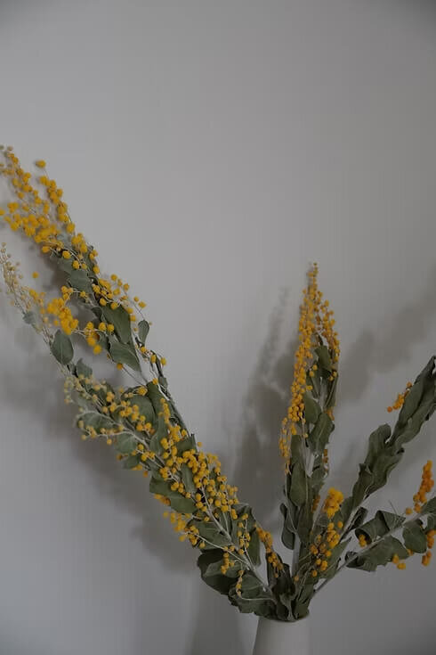Dried Mimosa Bunch (4)