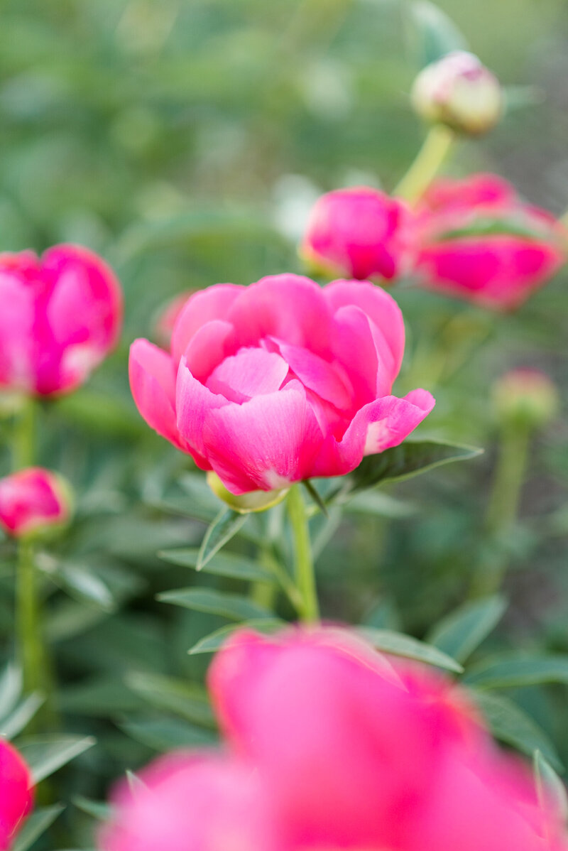 APP_5095