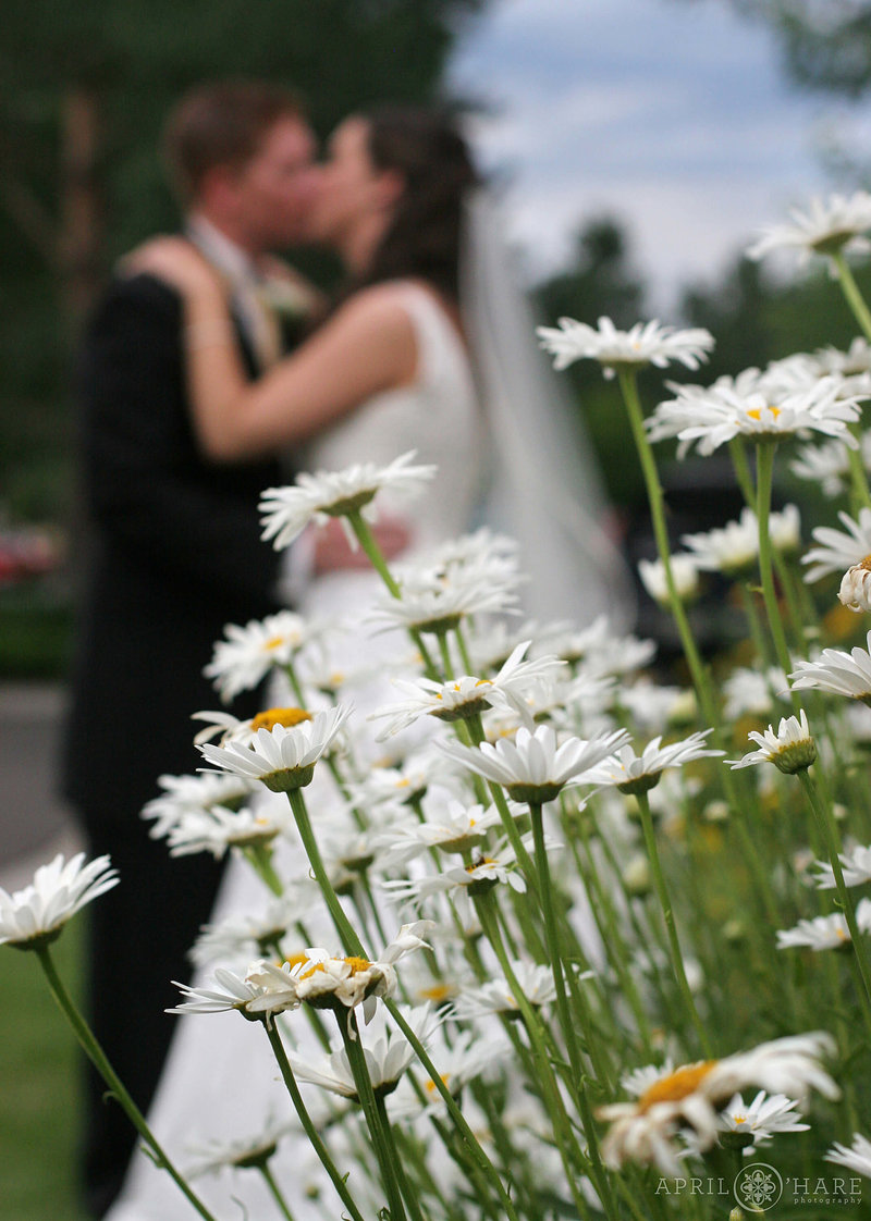 White-Daisies-in-the-Garden-at-Columbine-Country-Club-Wedding-Venue