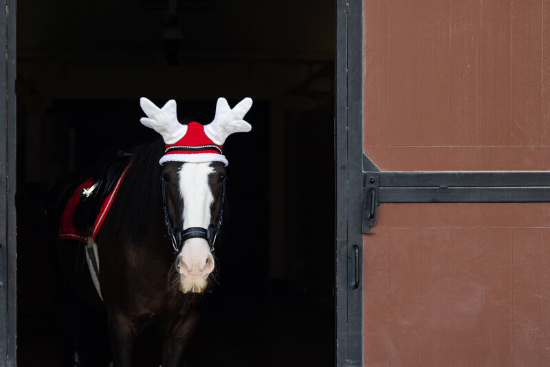Horse with Christmas ears