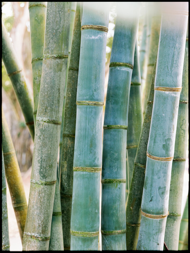 selby-gardens-wedding-julie-sumner-jake-ford-photography-nk-weddings_025