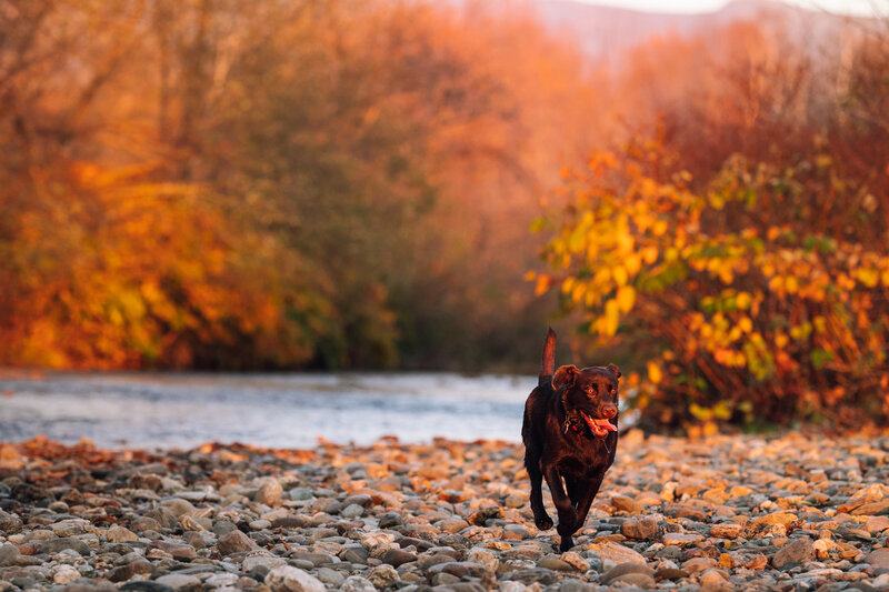Chocolate lab running on a rocky riverbank Vermont Dog Photographer