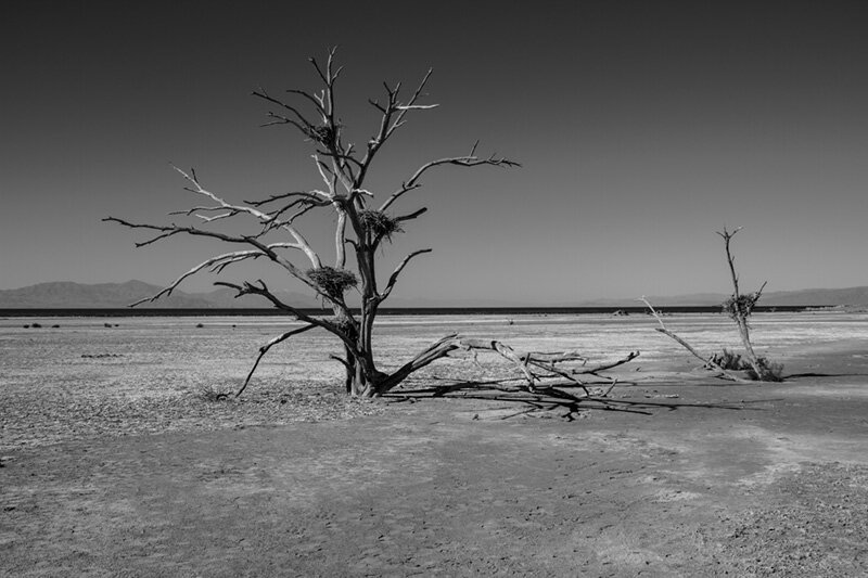 Black and white photo dying tree Salton Sea