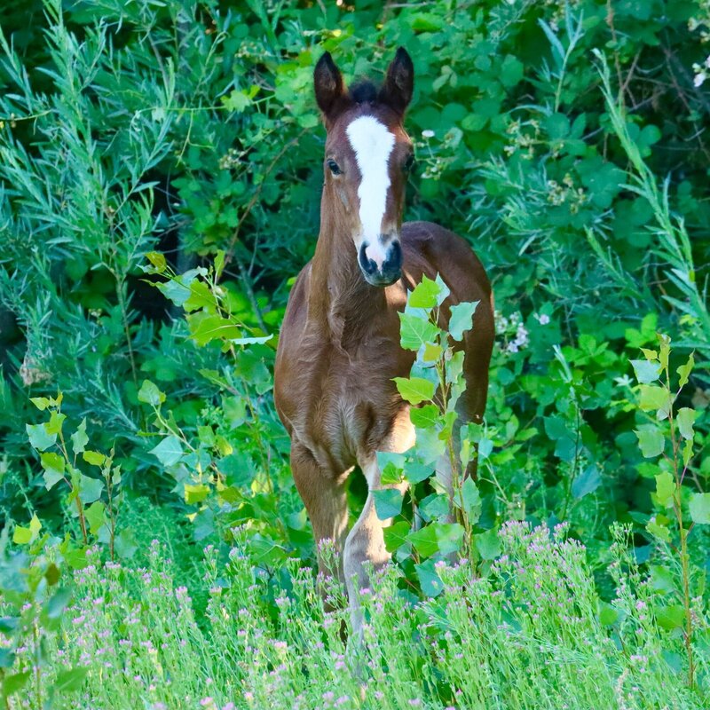 Beautiful Connemara Thoroughbred Filly Sired by R Blue Moon