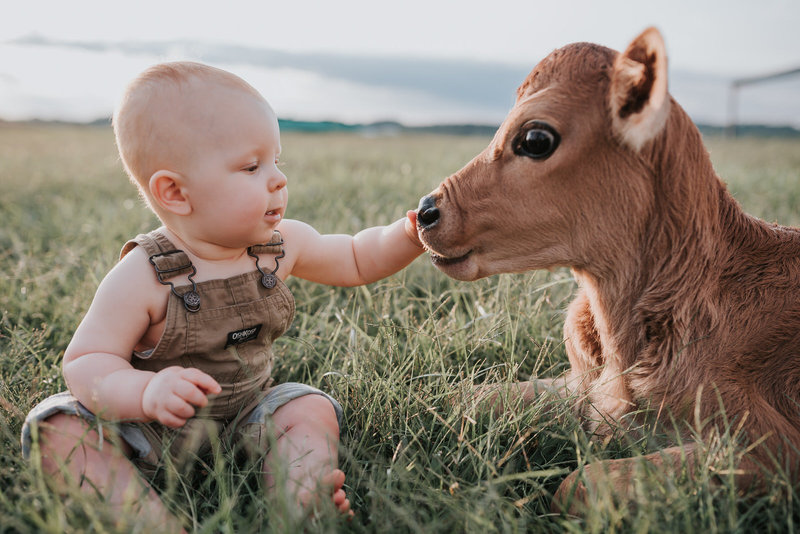 Dallas, NC Photographer's image of baby and cow at local dairy farm in Lincolnton, NC