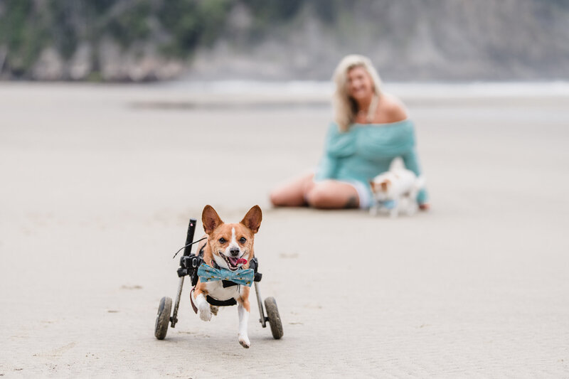 Family Photo with Dog in wheelchair