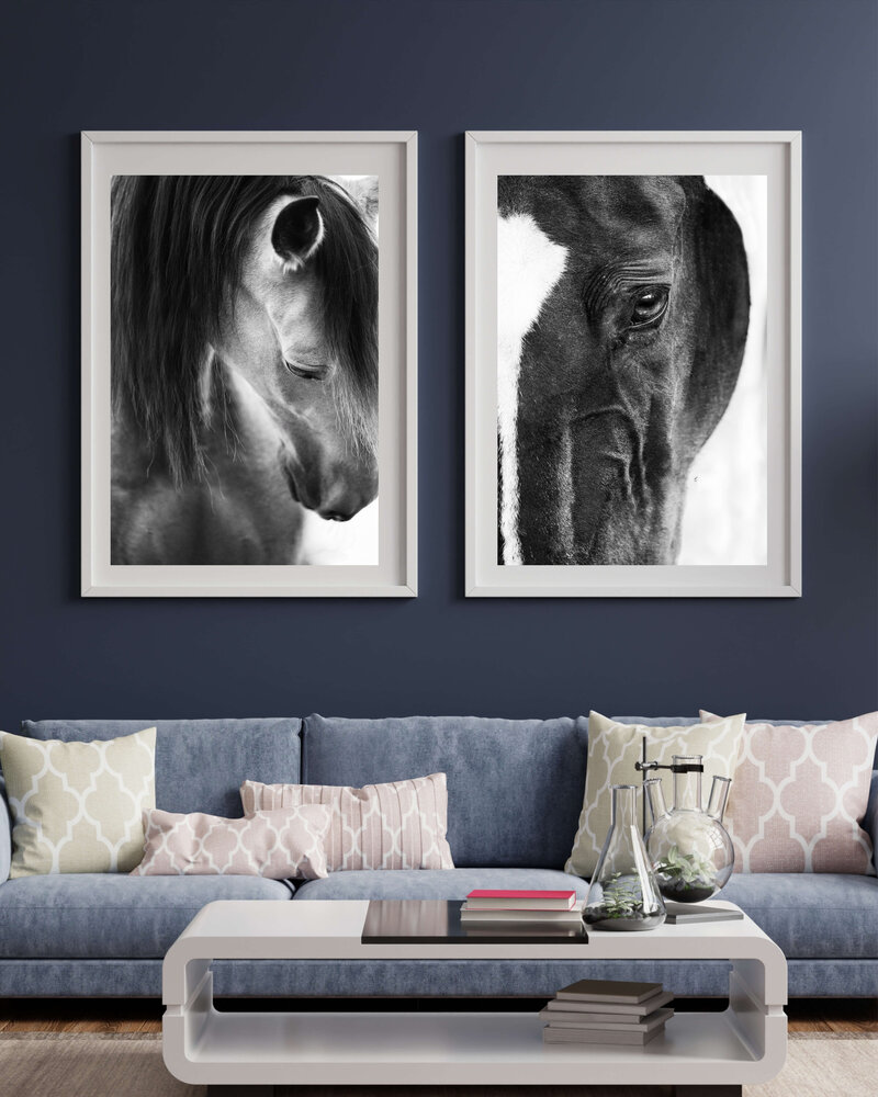 Dutch Warmblood black with a white star colt photographed in a black background style at the Lexington, KY breeding farm.