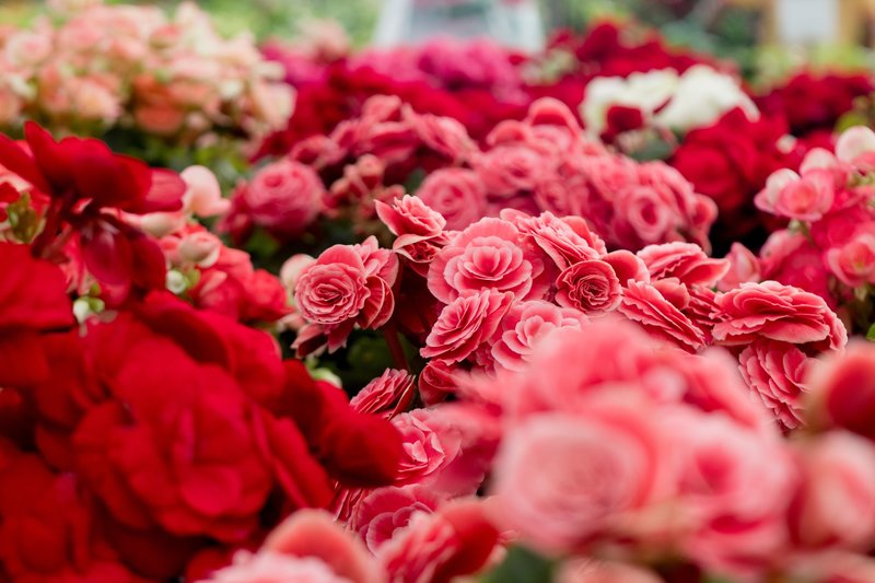 assorted-varieties-of-flowers-698884
