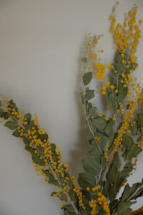 Dried Mimosa Bunch (1)
