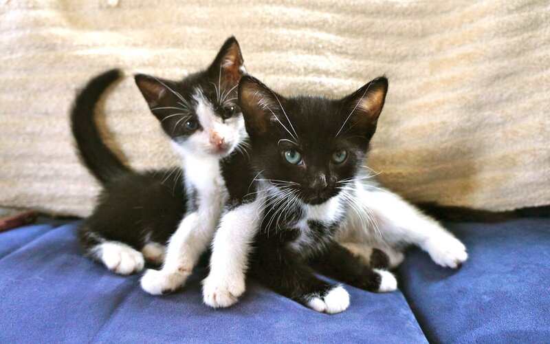 two black and white kittens staring at the camera, one on top of the other, both sitting on a blue couch