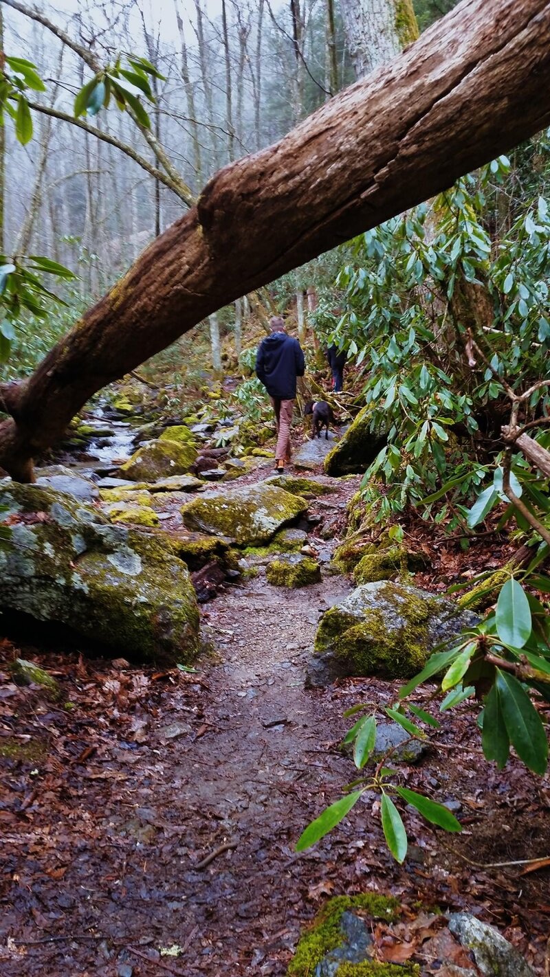 Hikers in North Carolina