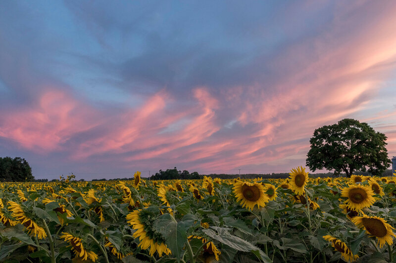 beautiful sunset photo of a sunflower field in wisconsin