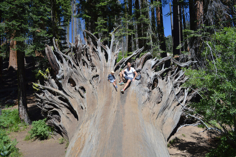 Reis_met_kinderen_Amerika-SequoiaNP