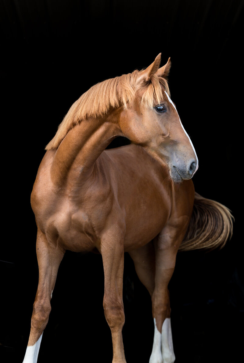 1-Clair's Horses | Oden & Janelle Photographers LLC 2023 | JJH_6736