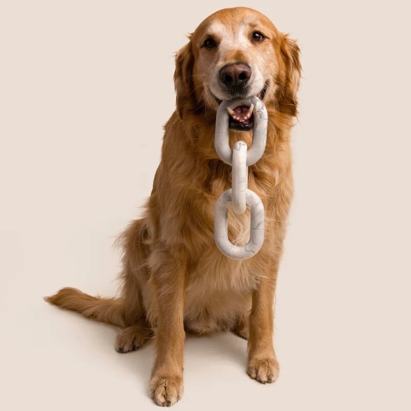 Golden Retriever holding dog toy