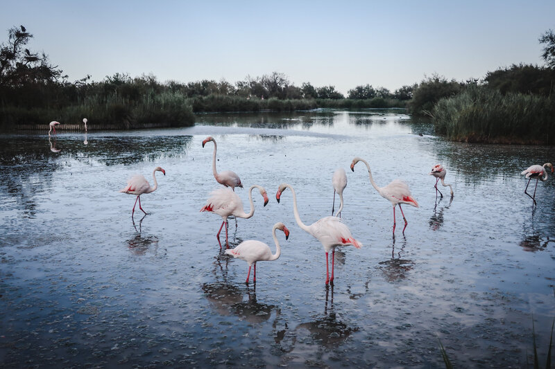 seven flamingos stand in shallow water in the marshy Saintes-Maries-de-la-Mer, France