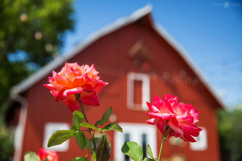 Roses grow in the garden next to red barn at Chatfield Farms