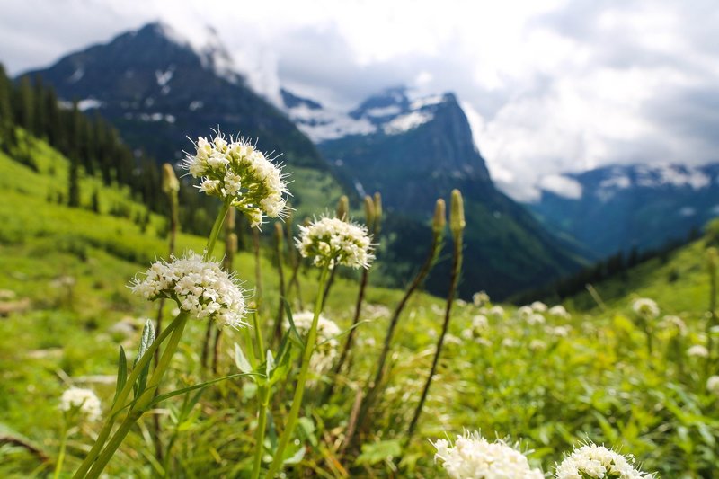 wildflowers at logan pass glacier national park