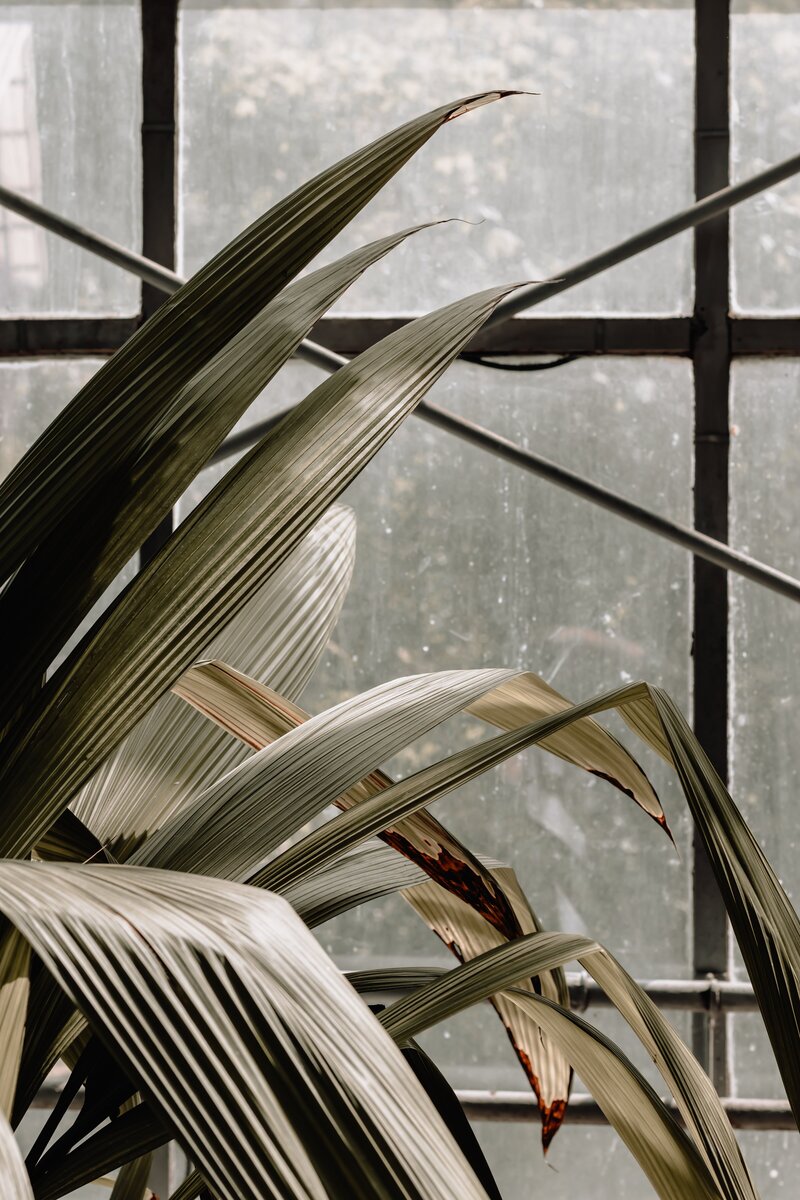 House plant by window on rainy day- Romero Album Design