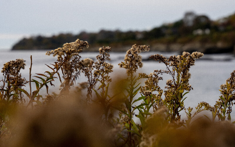 brown coastal flowers in the fall on the ocean