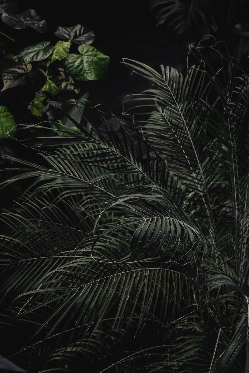 Moody image of Green Lucious Plants- Romero Album Design