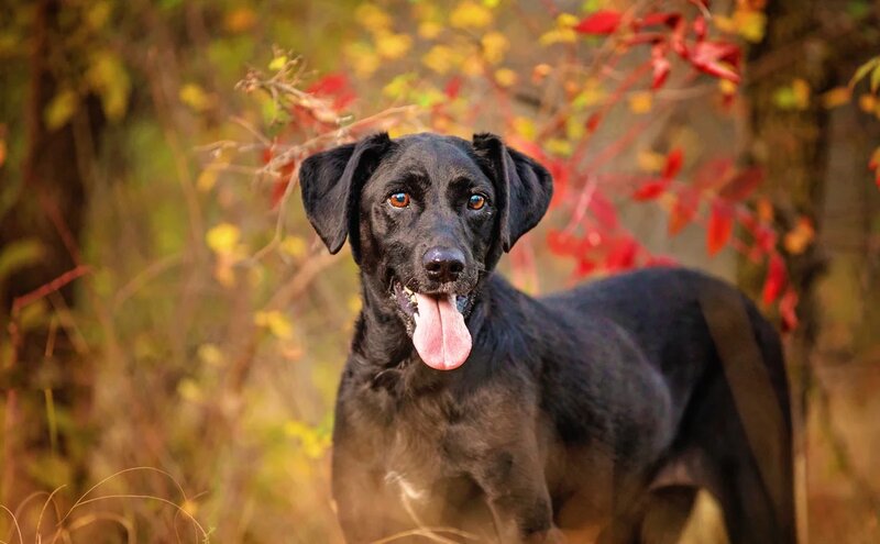 Black Labrador photographed in the autumn leaves at Arbor Hills Nature Preserve in Plano, TX.