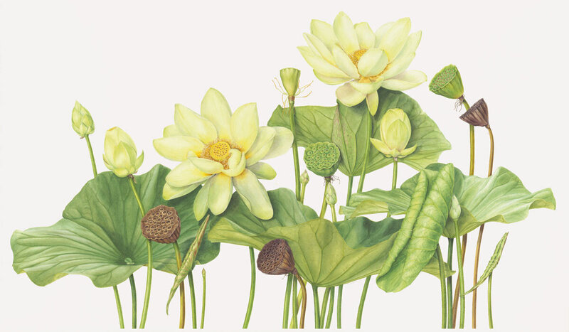 yellow lotus botanical drawing