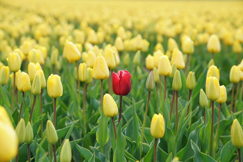 Yellow and red tulips in a green field