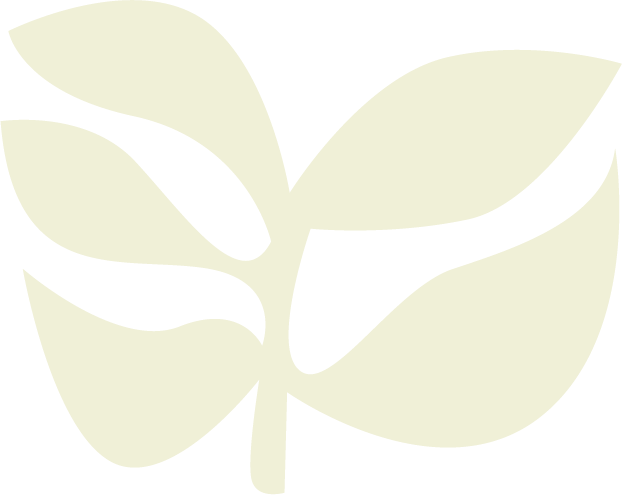 A close-up of a green leaf resting on a transparent background.