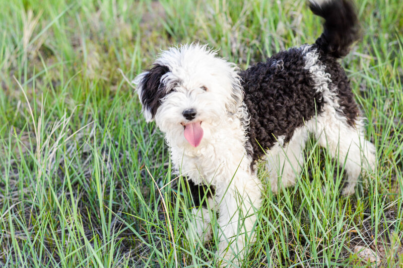 Olive is a micro Sheepadoodle at Once Upon A Doodle