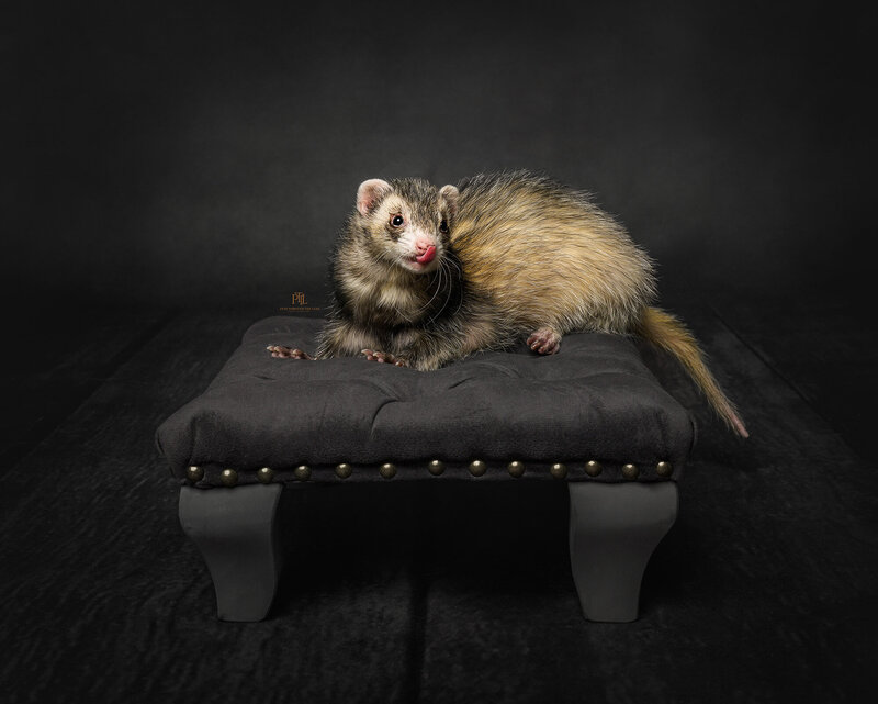 This professional ferret portrait highlights the pet photography services by Pets through the Lens Photography in Vancouver. Captured on a stylish, dark cushion, the ferret's natural charm is showcased. Our studio specializes in timeless, high-quality pet images, tailored to reflect each pet's unique character. Whether ferrets, dogs, or cats, Pets through the Lens Photography offers the best pet photography experience in Vancouver.