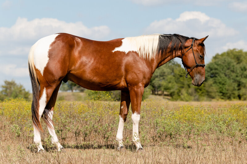 A bay paint gelding stands for conformation sale photos at Topwind Ranch in Wynnewood Oklahoma