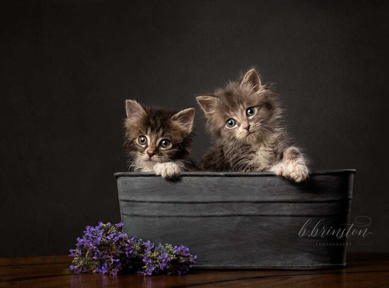 Cat Photography in Bend Oregon