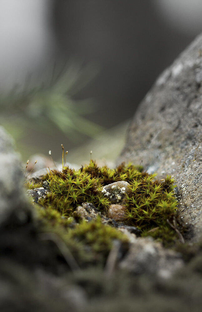 This image is a close-up view of a mossy path between two large, gray rocks, blurred in the background. A few small pebbles of varying colors sit in the middle of the green and brown moss.