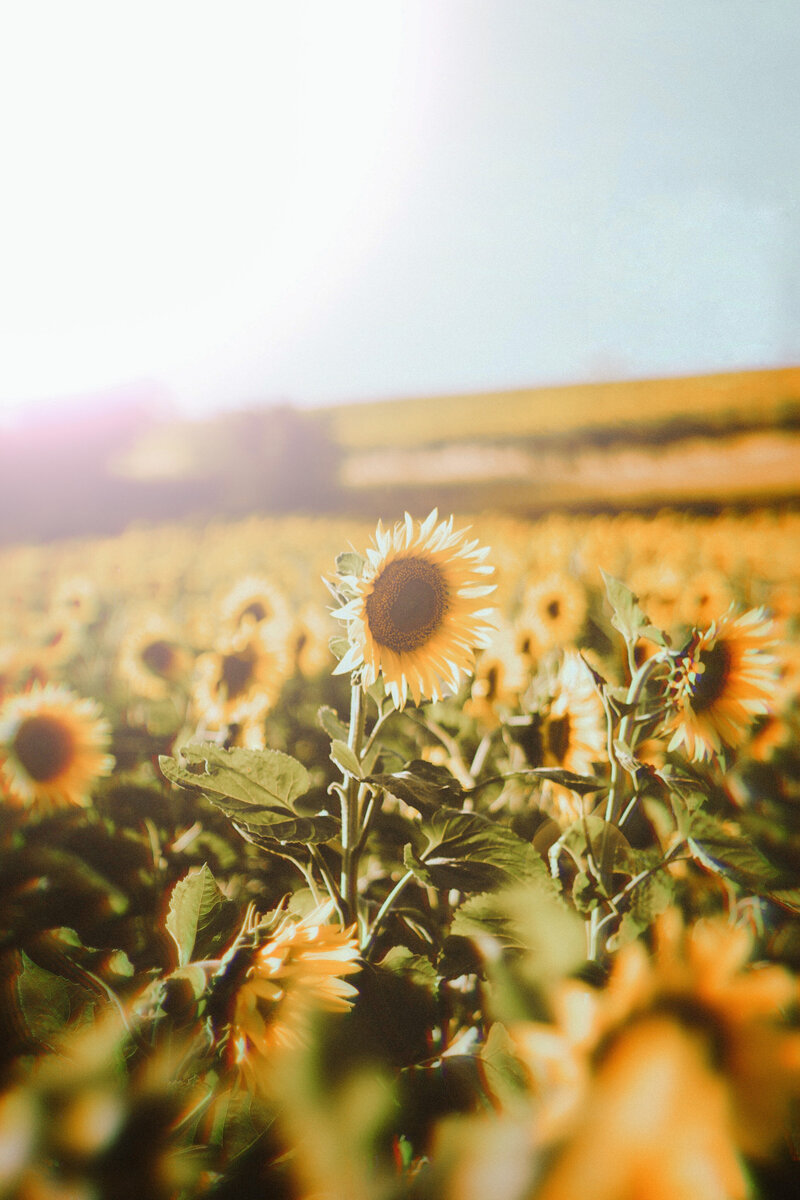 Sunlit field of sunflowers Mary T. Menger Photography